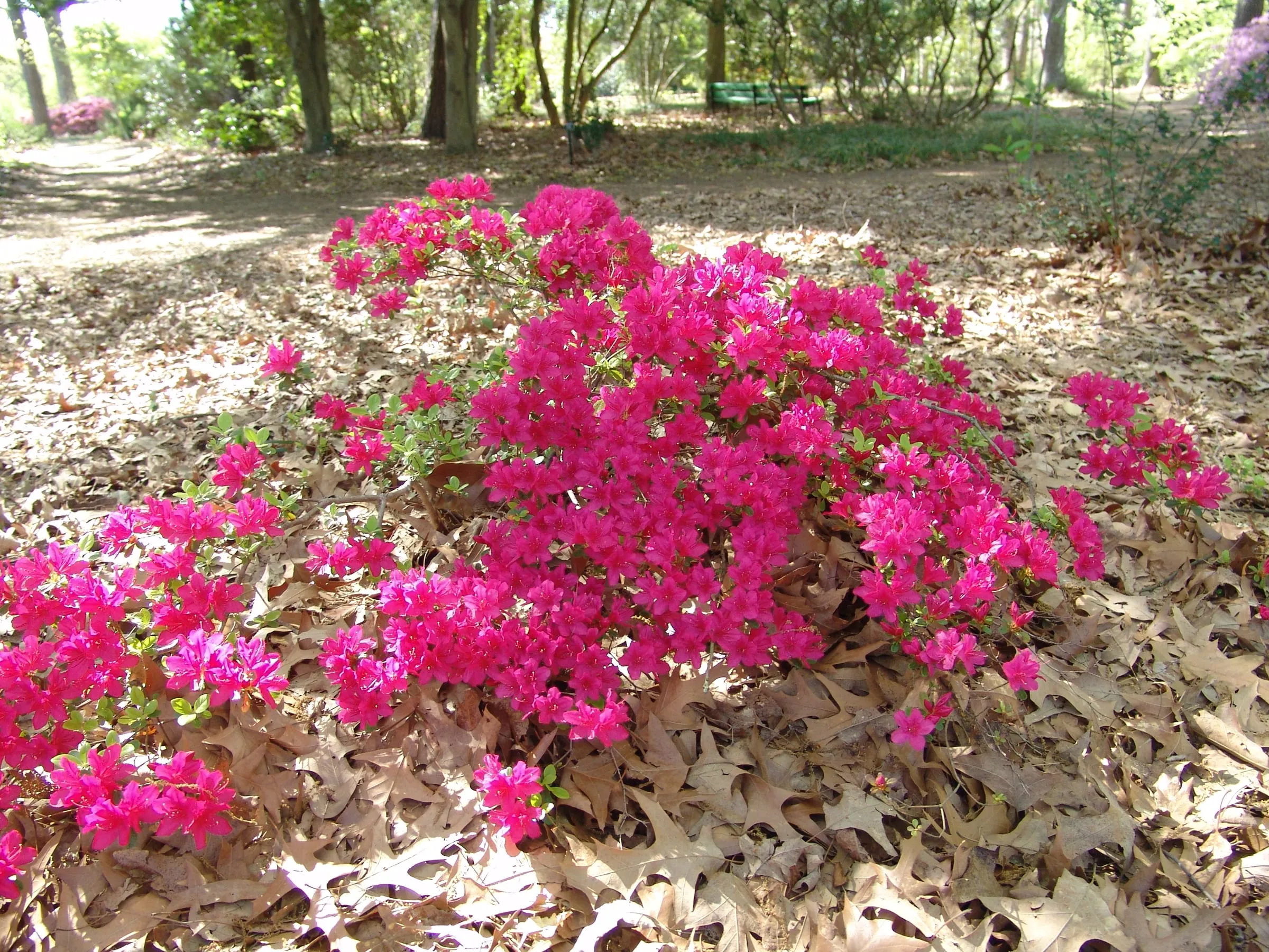 Pink 'Autumn Sundance' Encore azalea flowers covering a shrub at a botanical garden