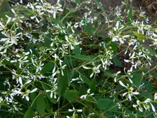 An airy cloud of tiny white Diamond Frost euphorbia flowers over narrow green leaves