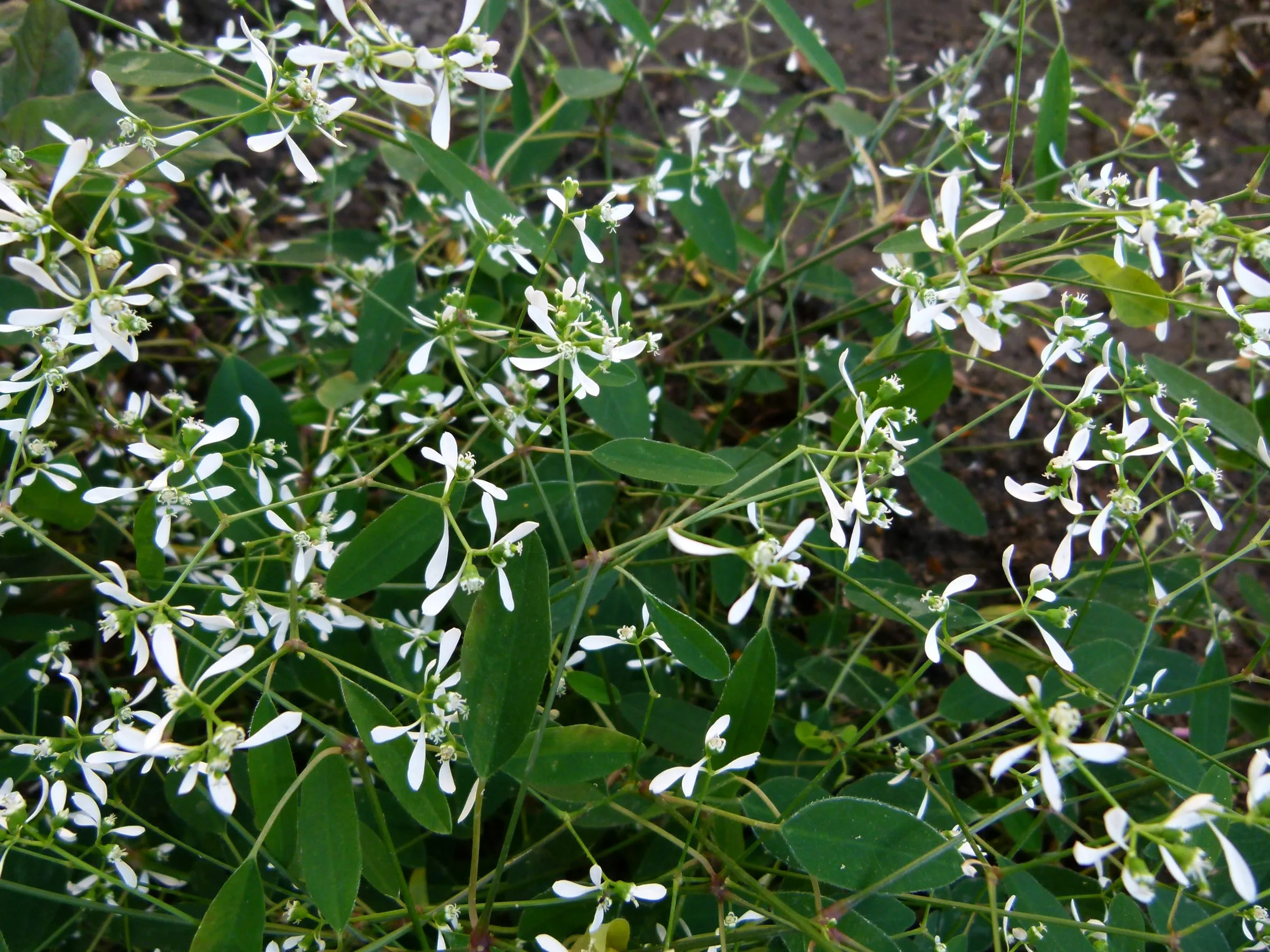 An airy cloud of tiny white Diamond Frost euphorbia flowers over narrow green leaves