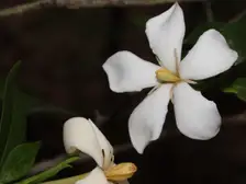 Creamy white double gardenia flowers against glossy dark green leaves
