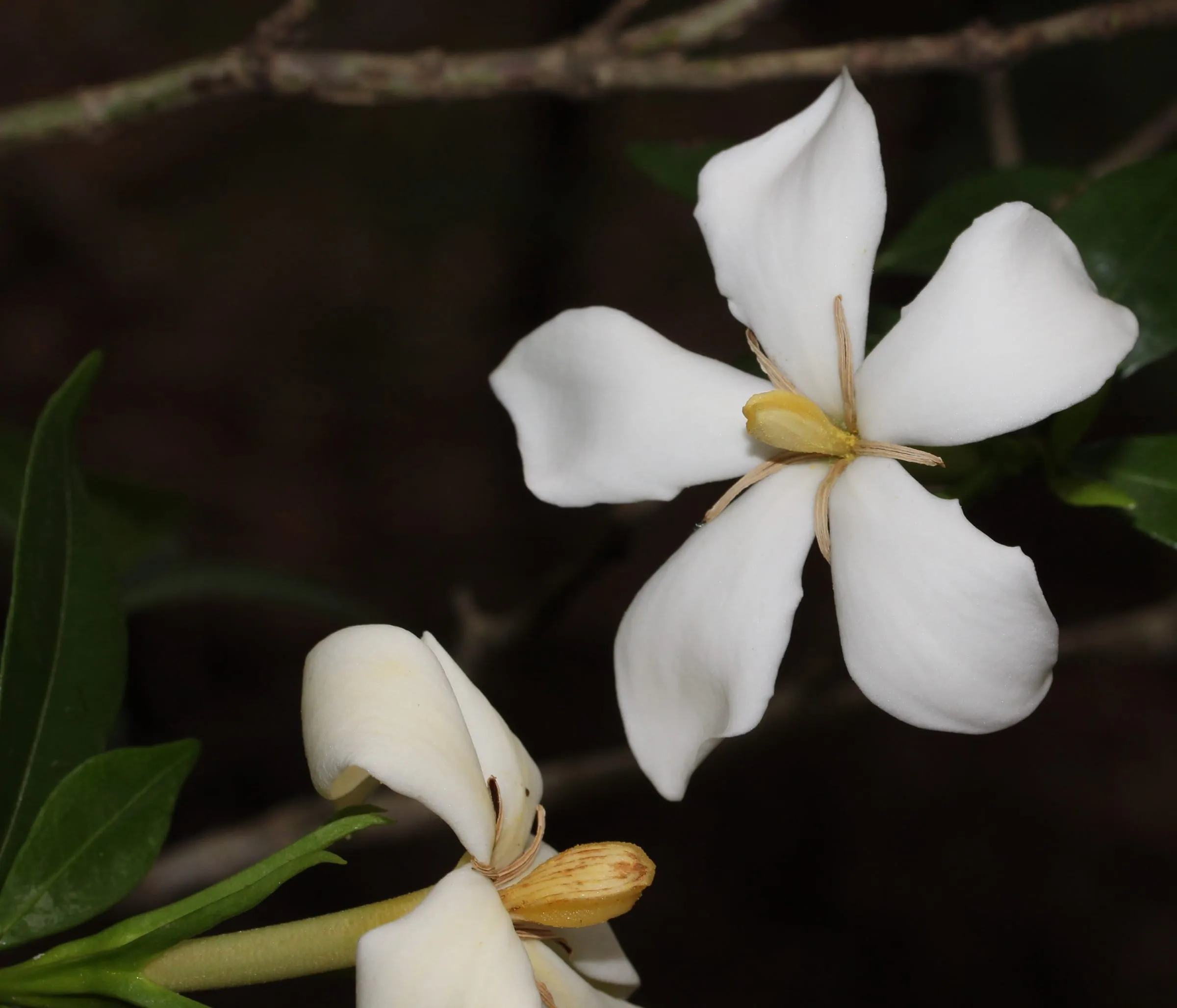 Creamy white double gardenia flowers against glossy dark green leaves