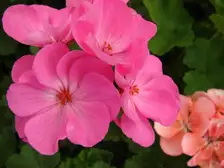 A round cluster of pink zonal geranium flowers, with a salmon one behind, above dark green leaves