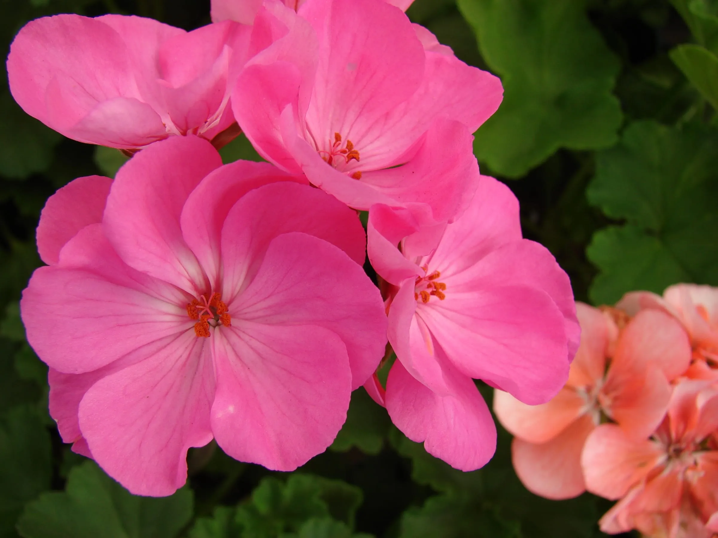 A round cluster of pink zonal geranium flowers, with a salmon one behind, above dark green leaves
