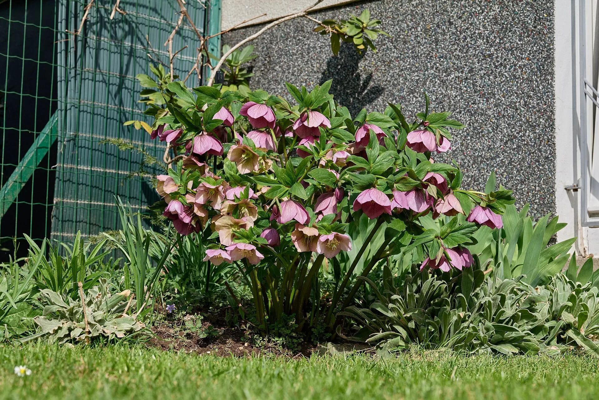 Hellebores in bloom in a spring garden, nodding cup-shaped flowers over dark evergreen leaves
