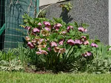 Hellebores in bloom in a spring garden, nodding cup-shaped flowers over dark evergreen leaves