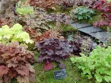 Mounds of heuchera in peach, purple, lime, and silver foliage colors