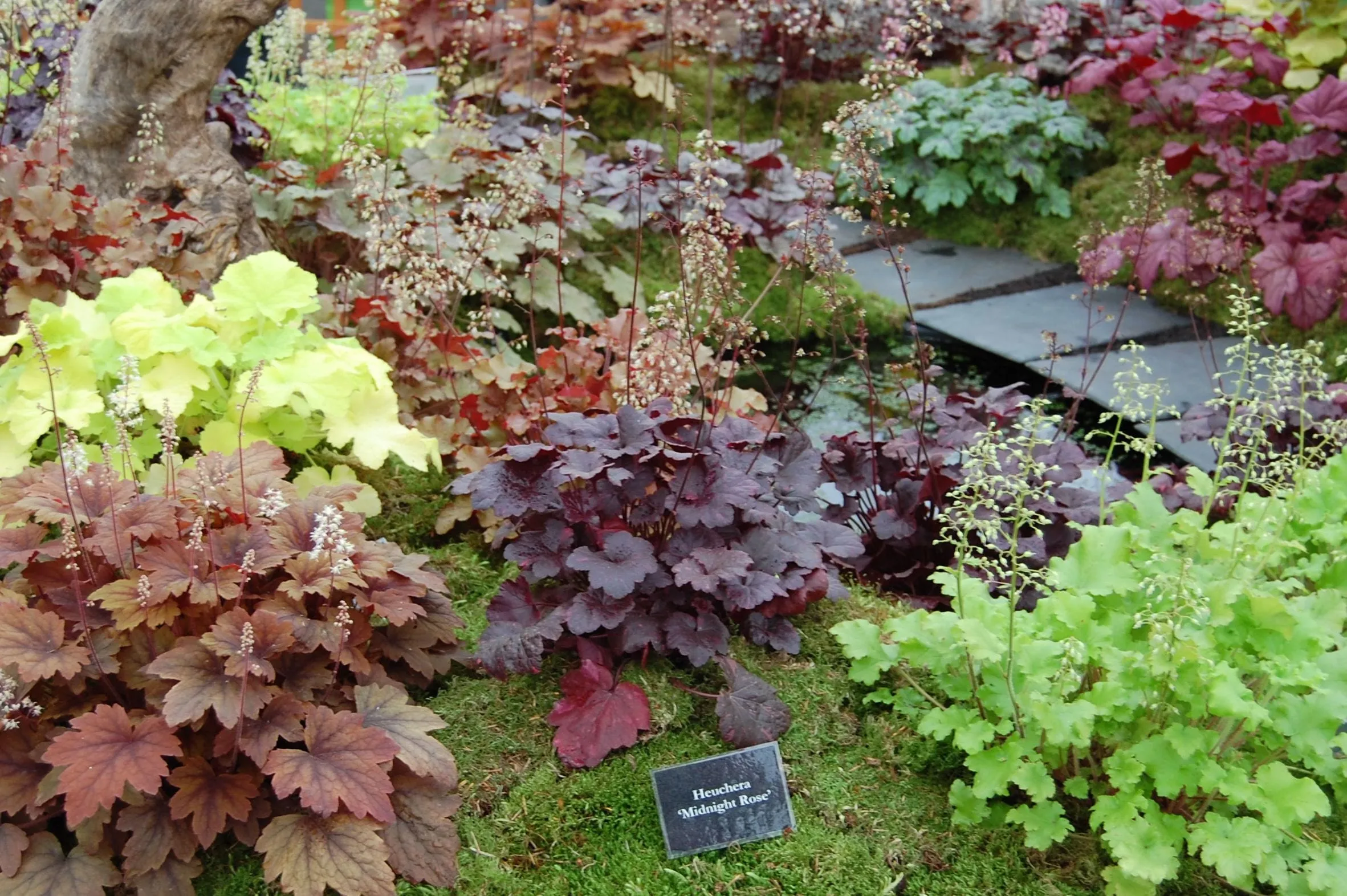 Mounds of heuchera in peach, purple, lime, and silver foliage colors