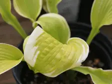 A mound of green hosta leaves with cream edges in a nursery bed