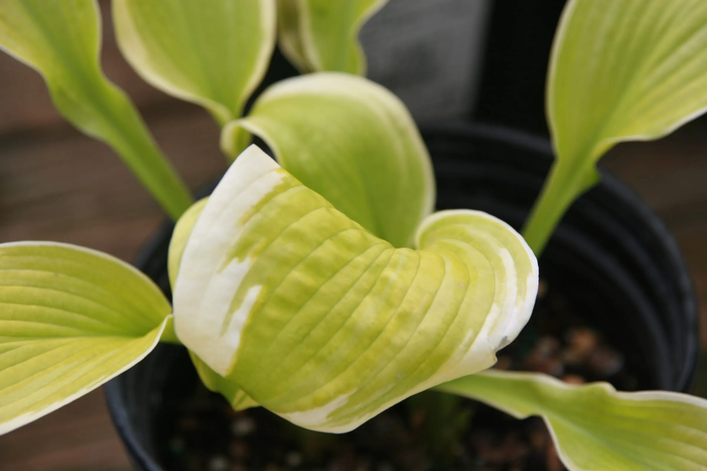 A mound of green hosta leaves with cream edges in a nursery bed