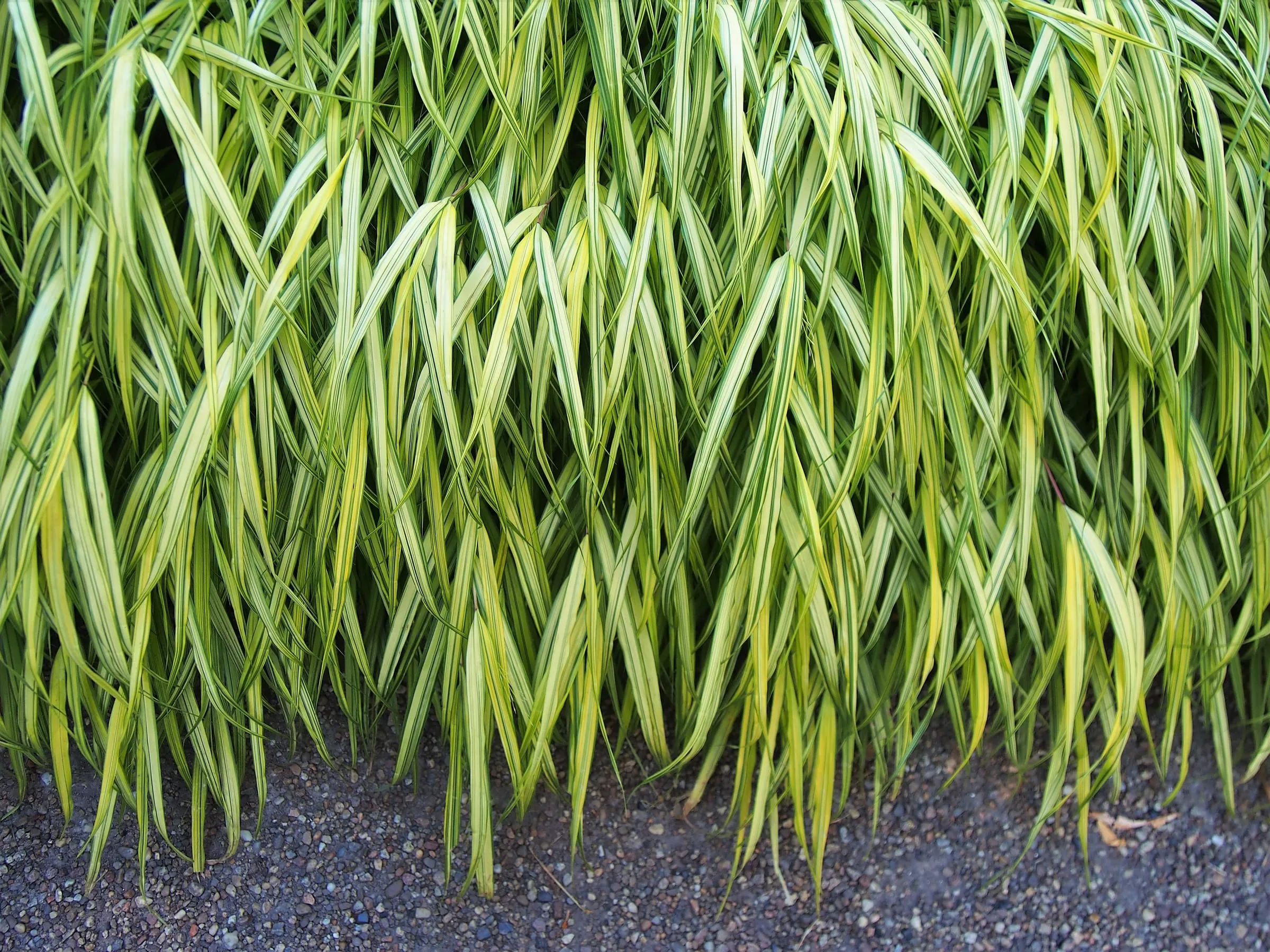 A mound of golden-striped Japanese forest grass arching over a garden bed
