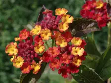 Orange, pink and yellow lantana flower clusters in a garden