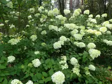 Large cone-shaped pale green and white 'Limelight' hydrangea flower heads in a botanical garden
