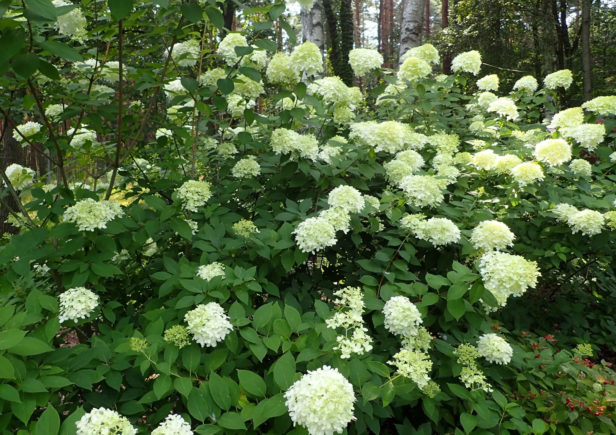 Large cone-shaped pale green and white 'Limelight' hydrangea flower heads in a botanical garden