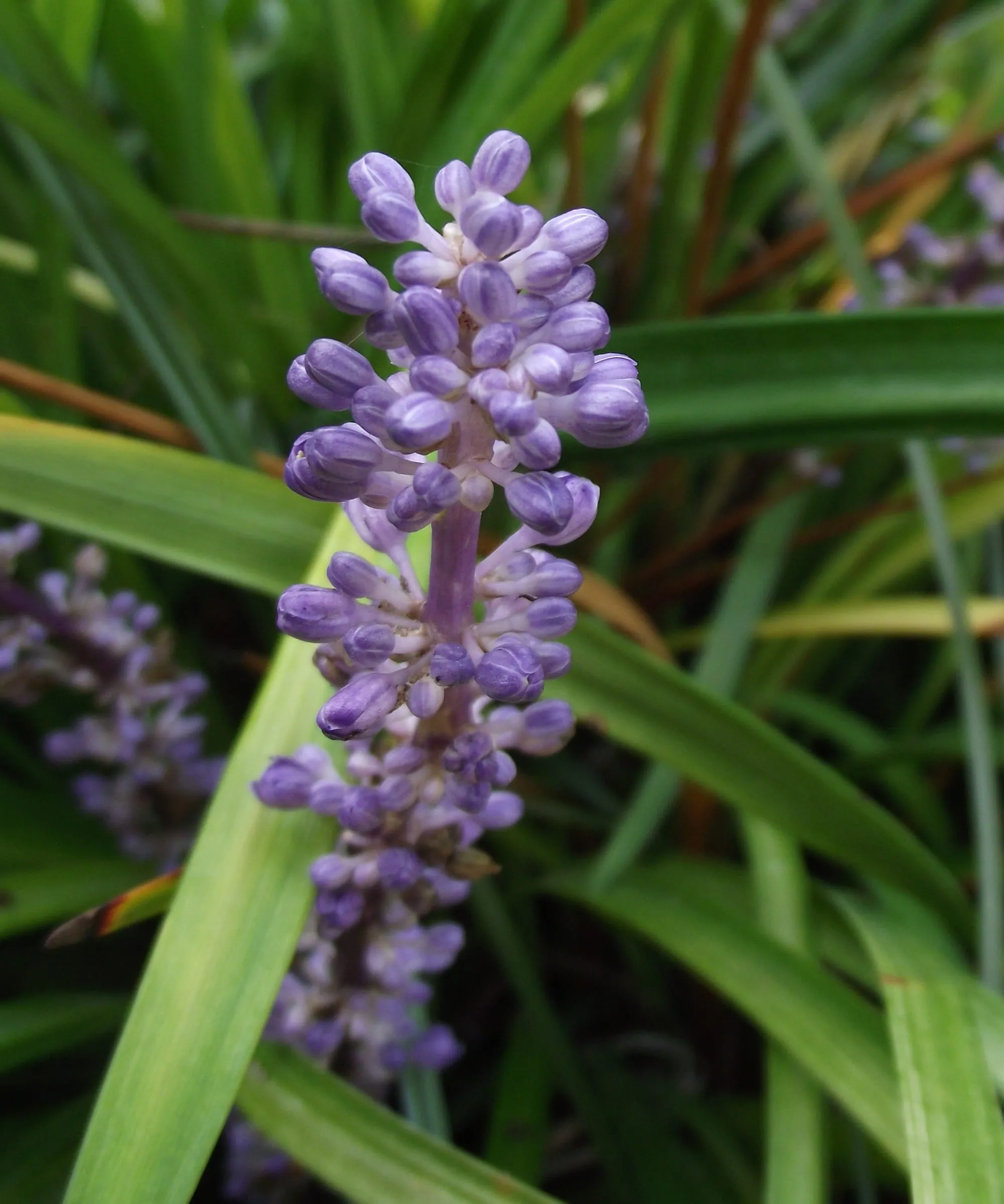 Purple flower spikes of liriope rising above grassy dark green leaves