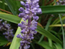 Purple flower spikes of liriope rising above grassy dark green leaves