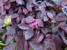 Pink fringe-like loropetalum flowers on a purple-leaved shrub in a botanical garden