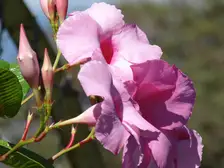 Pink trumpet-shaped mandevilla flowers with darker throats on a twining vine