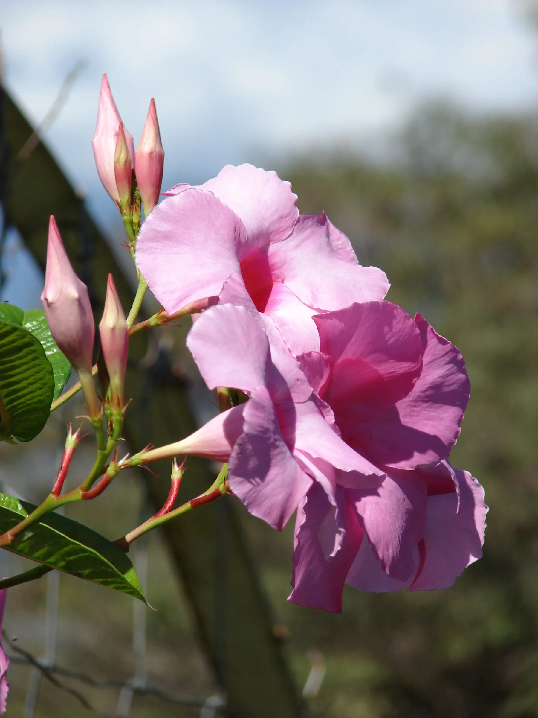 Pink trumpet-shaped mandevilla flowers with darker throats on a twining vine