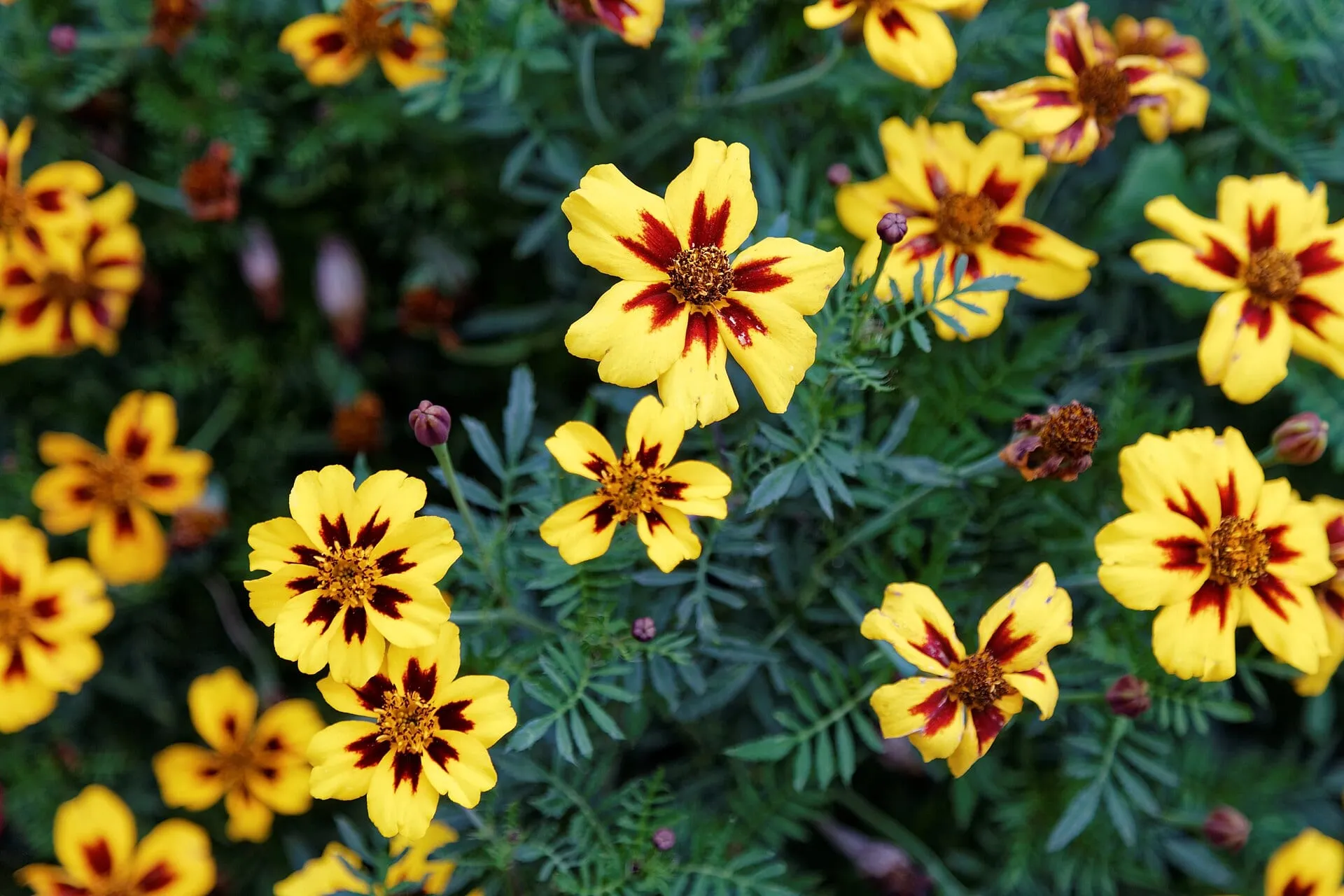 Yellow French marigolds with mahogany centers blooming over ferny leaves in a garden bed