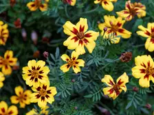 Yellow French marigolds with mahogany centers blooming over ferny leaves in a garden bed
