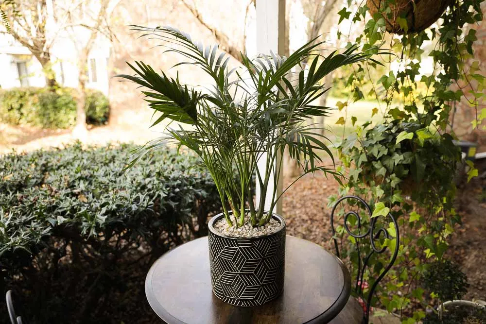 Cat Palm