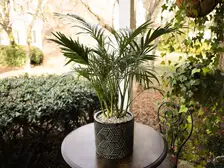 Cat Palm