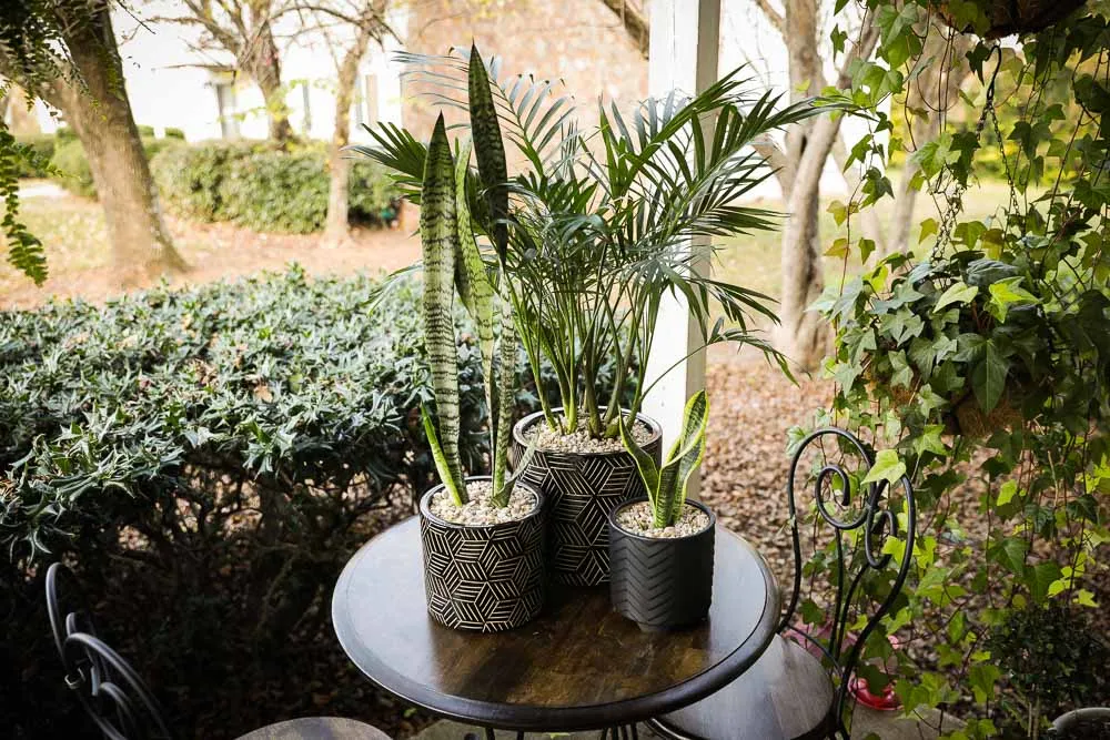 Cat Palm