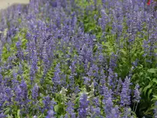 Upright spikes of deep violet-blue mealycup sage flowers above narrow green leaves