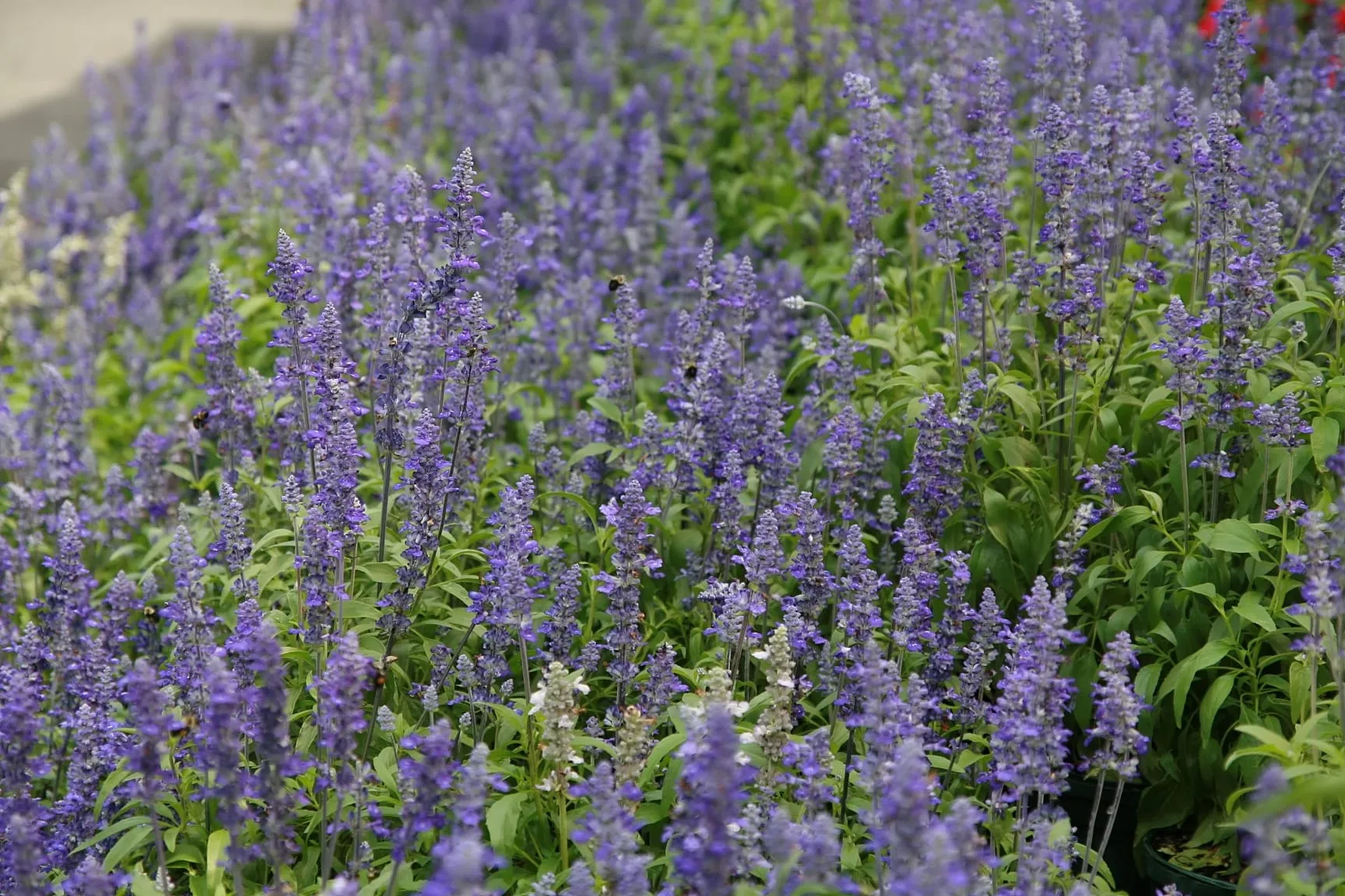 Upright spikes of deep violet-blue mealycup sage flowers above narrow green leaves