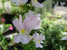 Pale lavender and white nemesia flowers in a nursery pot