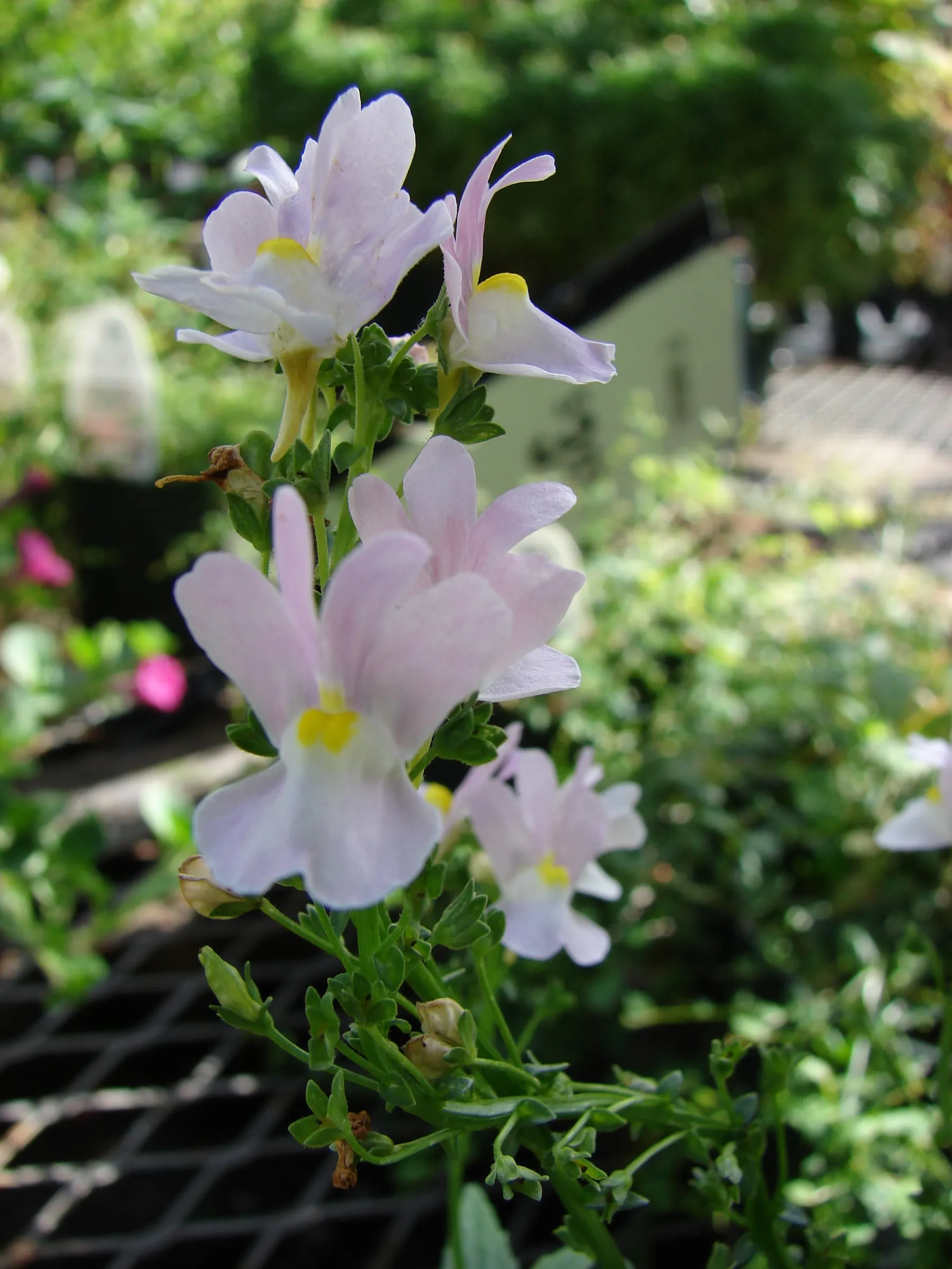 Pale lavender and white nemesia flowers in a nursery pot