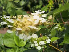 An oakleaf hydrangea in bloom with upright white flower cones over large lobed leaves in a botanical garden