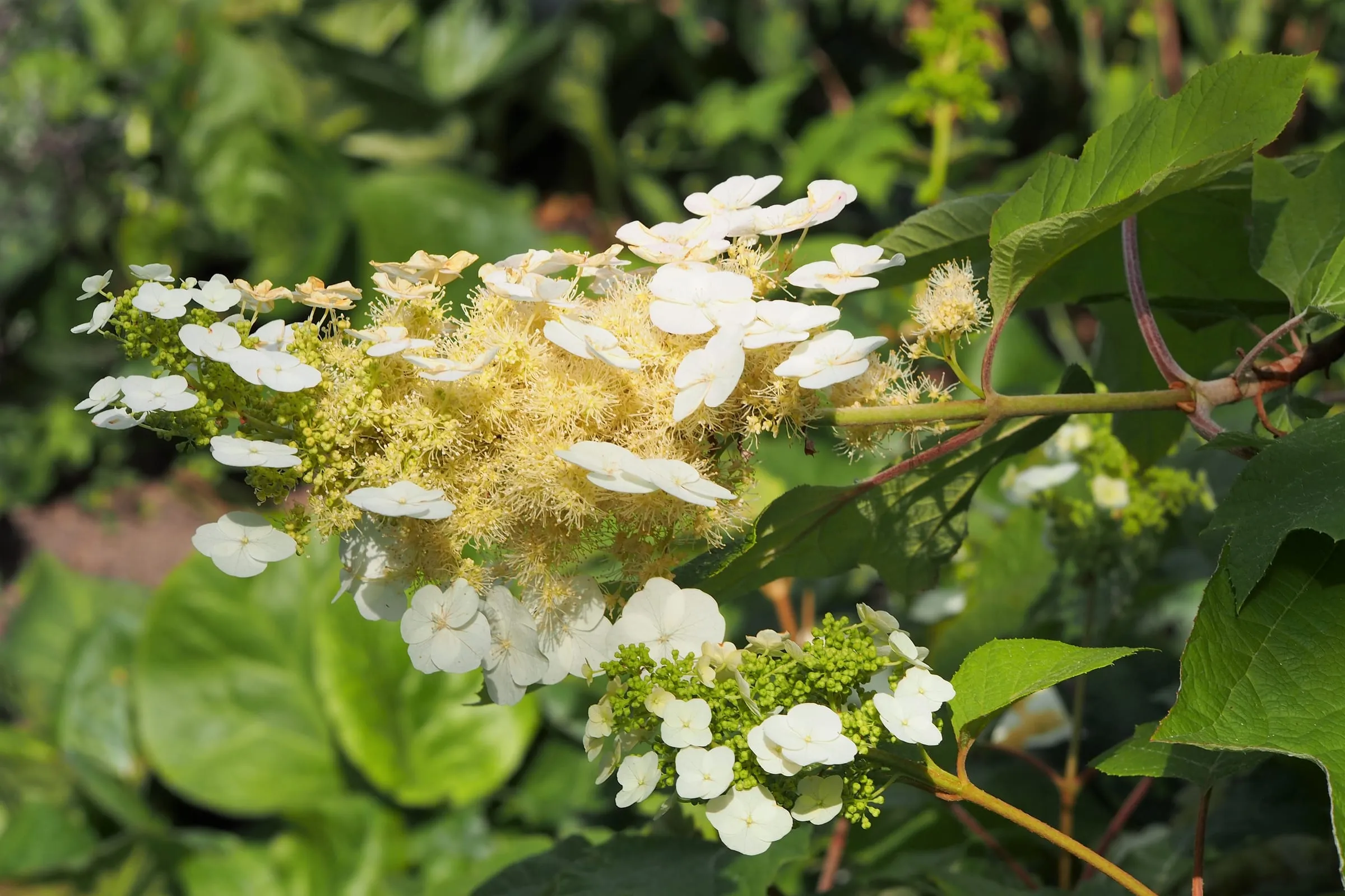 An oakleaf hydrangea in bloom with upright white flower cones over large lobed leaves in a botanical garden