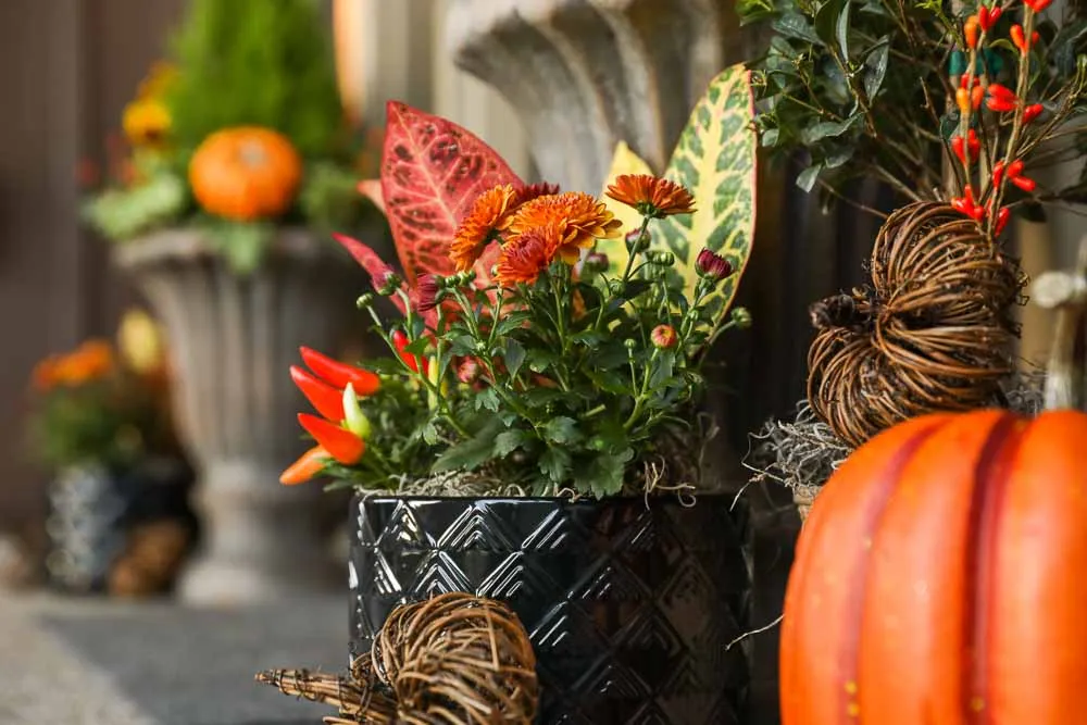 Cast urns planted for autumn with cypress, croton and ornamental cabbage
