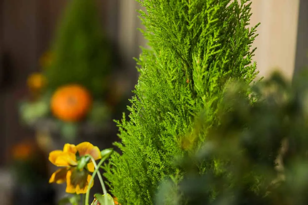 October Porch, view 6