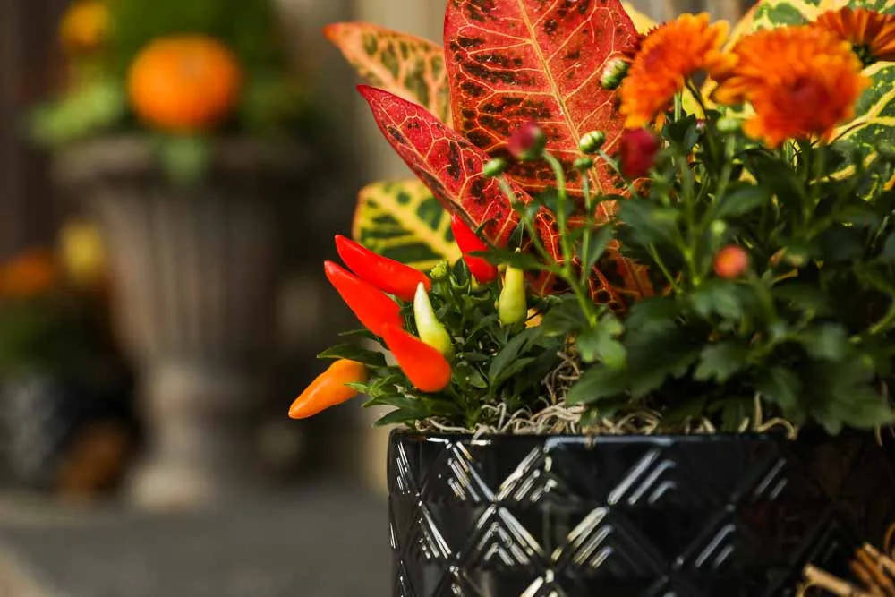 October Porch, view 11