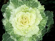 Ornamental kale rosette with a creamy white center and frilled green outer leaves