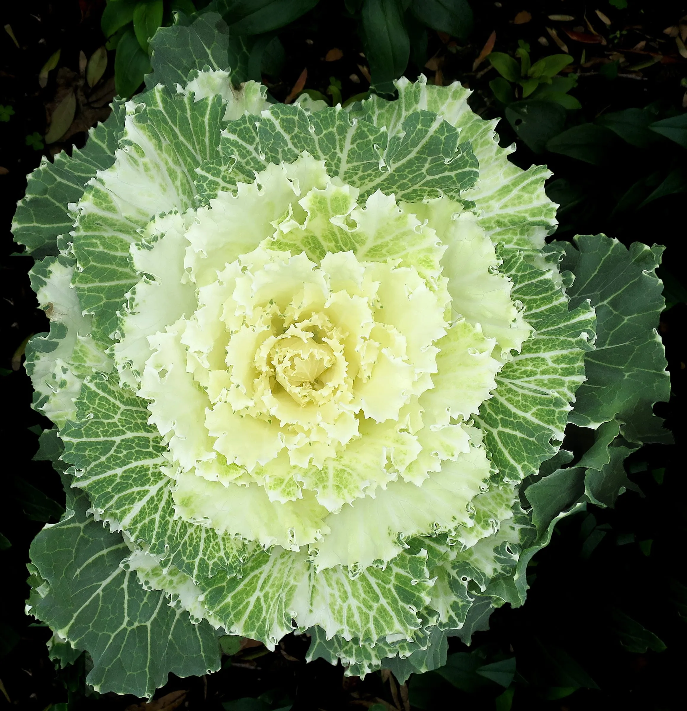 Ornamental kale rosette with a creamy white center and frilled green outer leaves