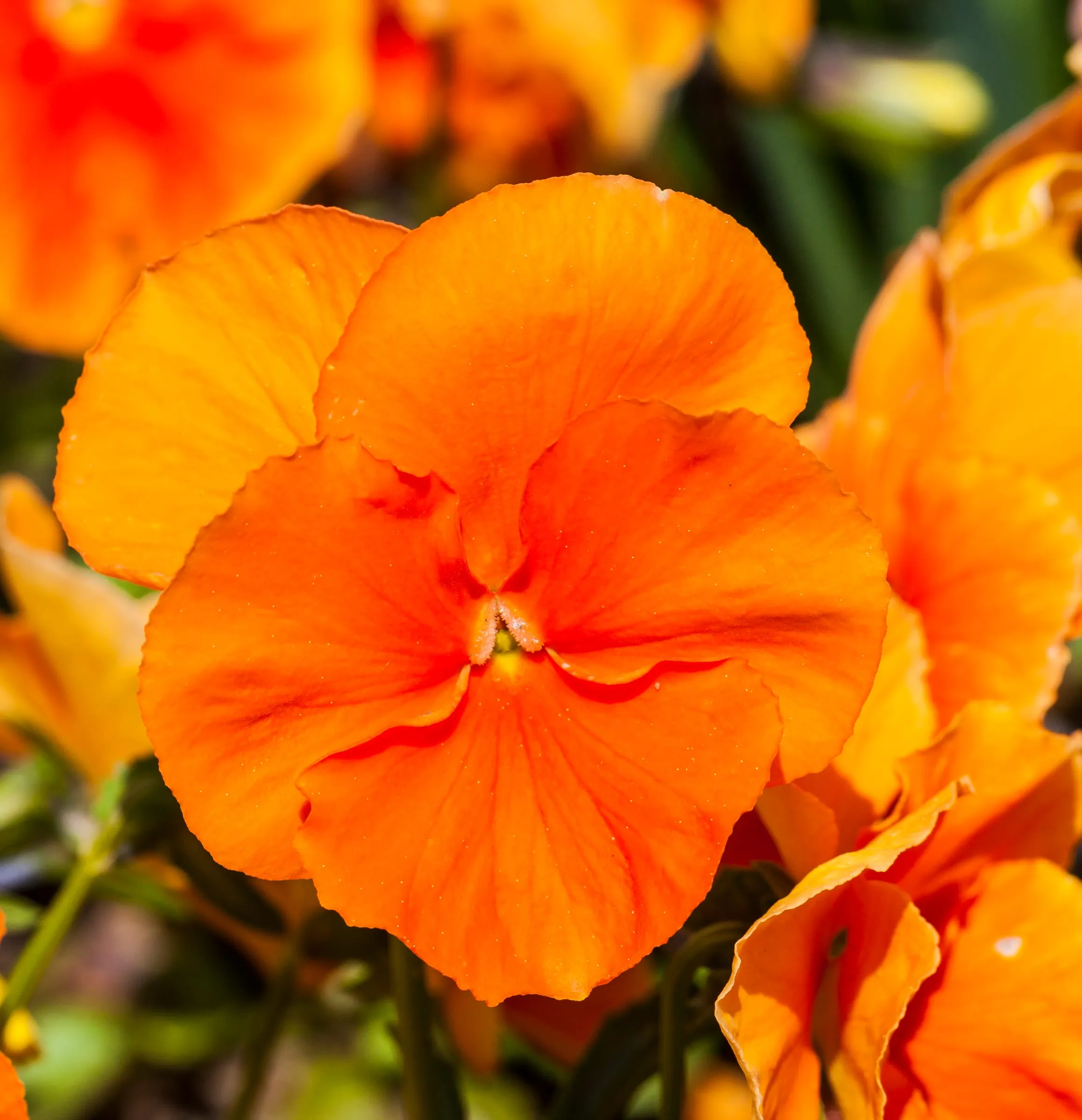 Bright orange Padparadja pansy flowers over dark green leaves