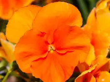 Bright orange Padparadja pansy flowers over dark green leaves