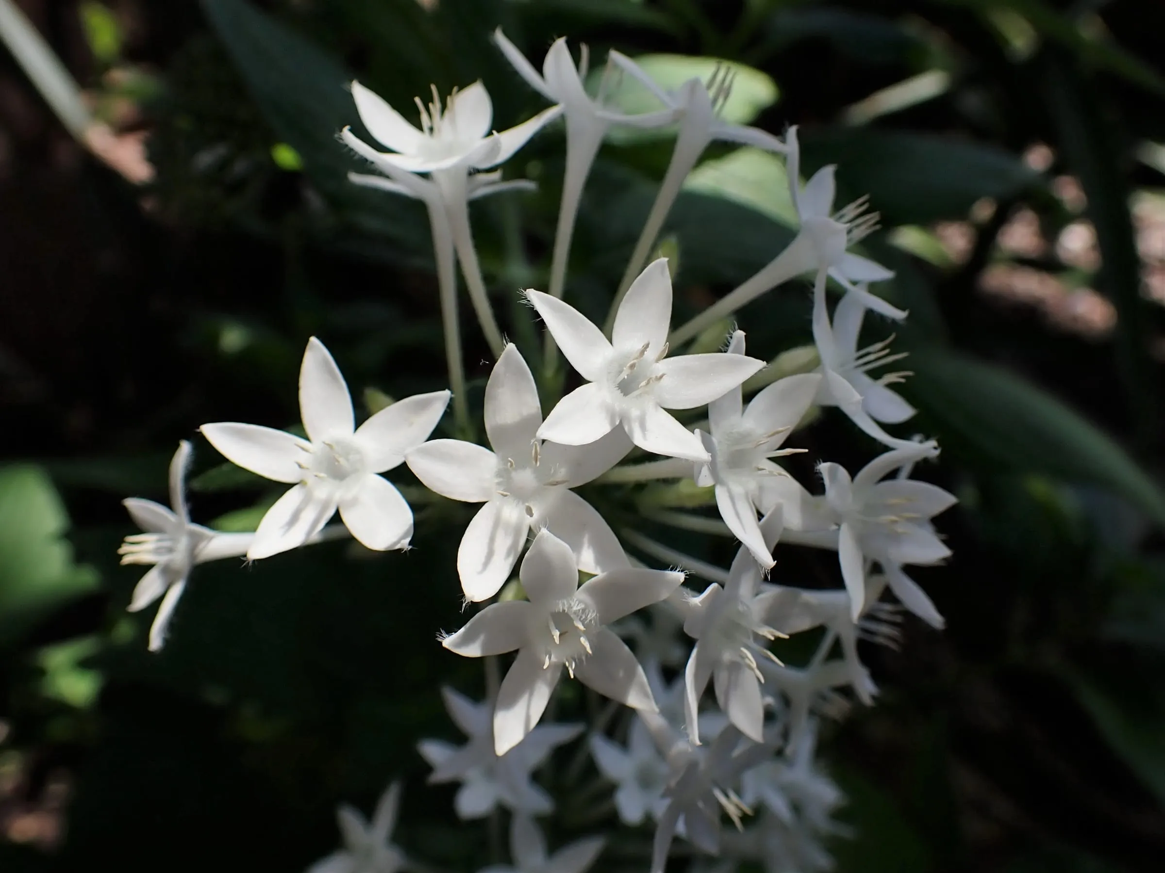 Clusters of small pink star-shaped pentas flowers above green leaves