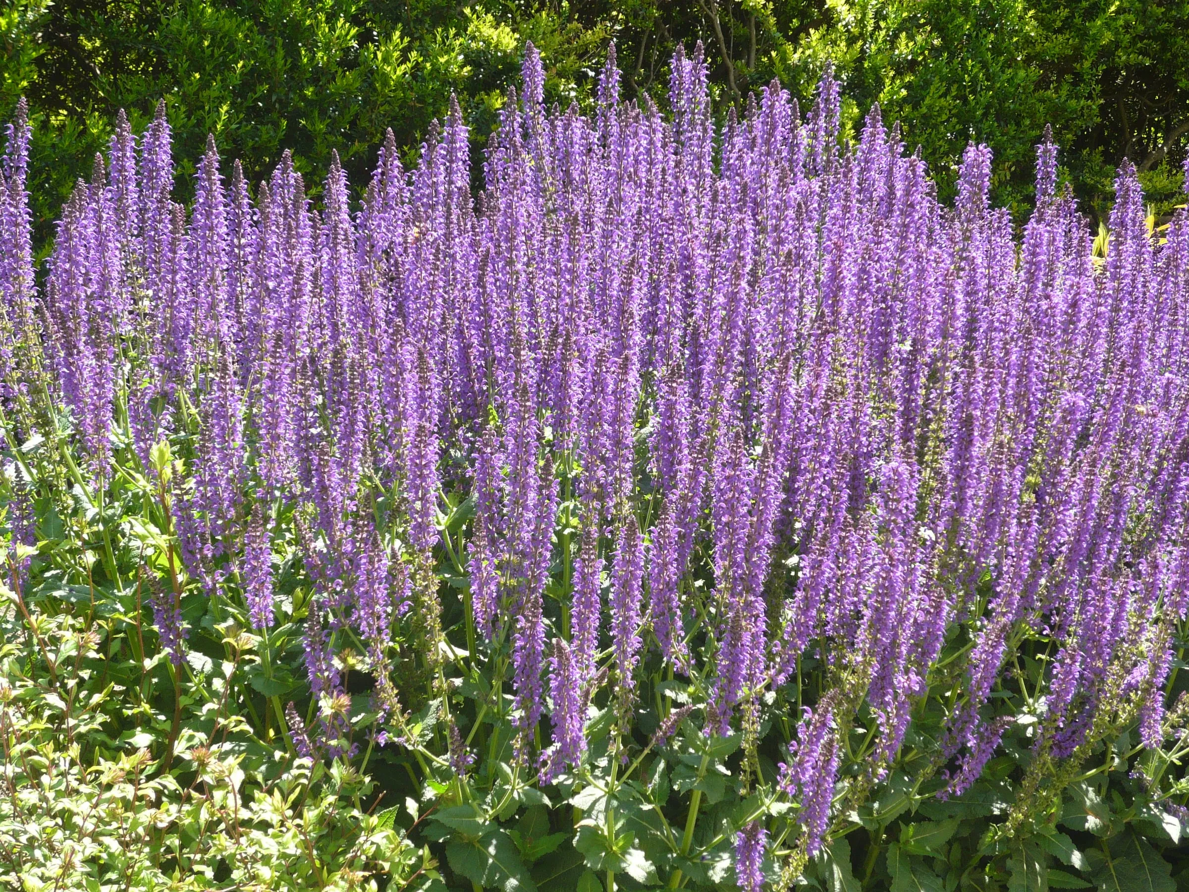 Spikes of deep violet-blue 'May Night' salvia flowers in a garden bed