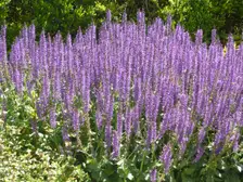 Spikes of deep violet-blue 'May Night' salvia flowers in a garden bed