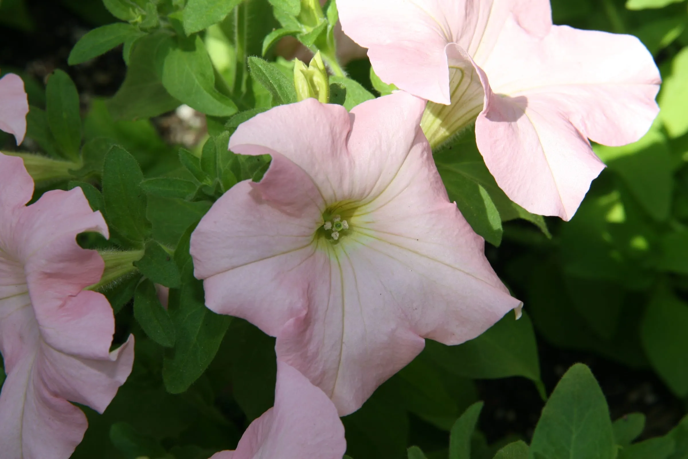 Pale pink petunia flowers with darker veins against green leaves in a garden bed