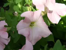 Pale pink petunia flowers with darker veins against green leaves in a garden bed