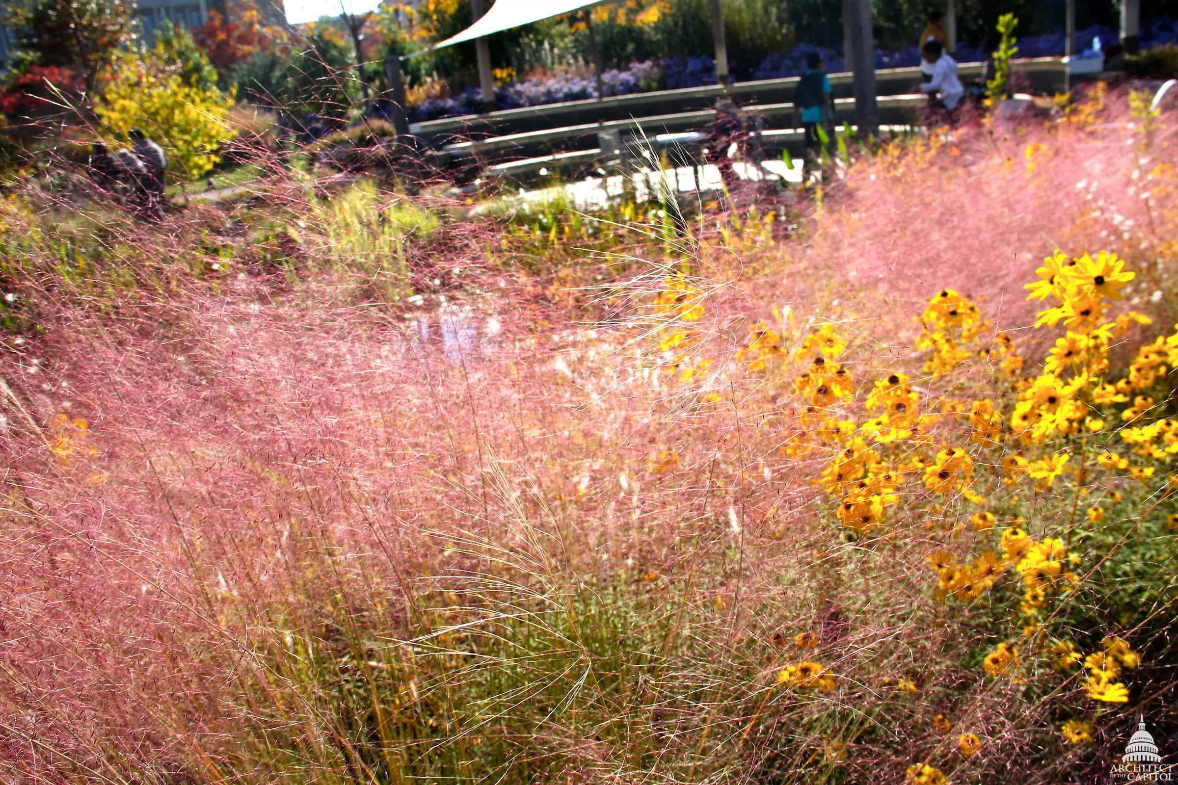 Pink muhly grass in full fall bloom, a cloud of pink-purple plumes above fine green leaves