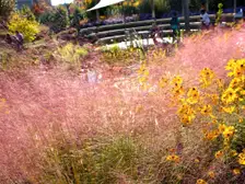 Pink muhly grass in full fall bloom, a cloud of pink-purple plumes above fine green leaves