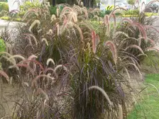 Arching burgundy blades and soft pink bottlebrush plumes of purple fountain grass
