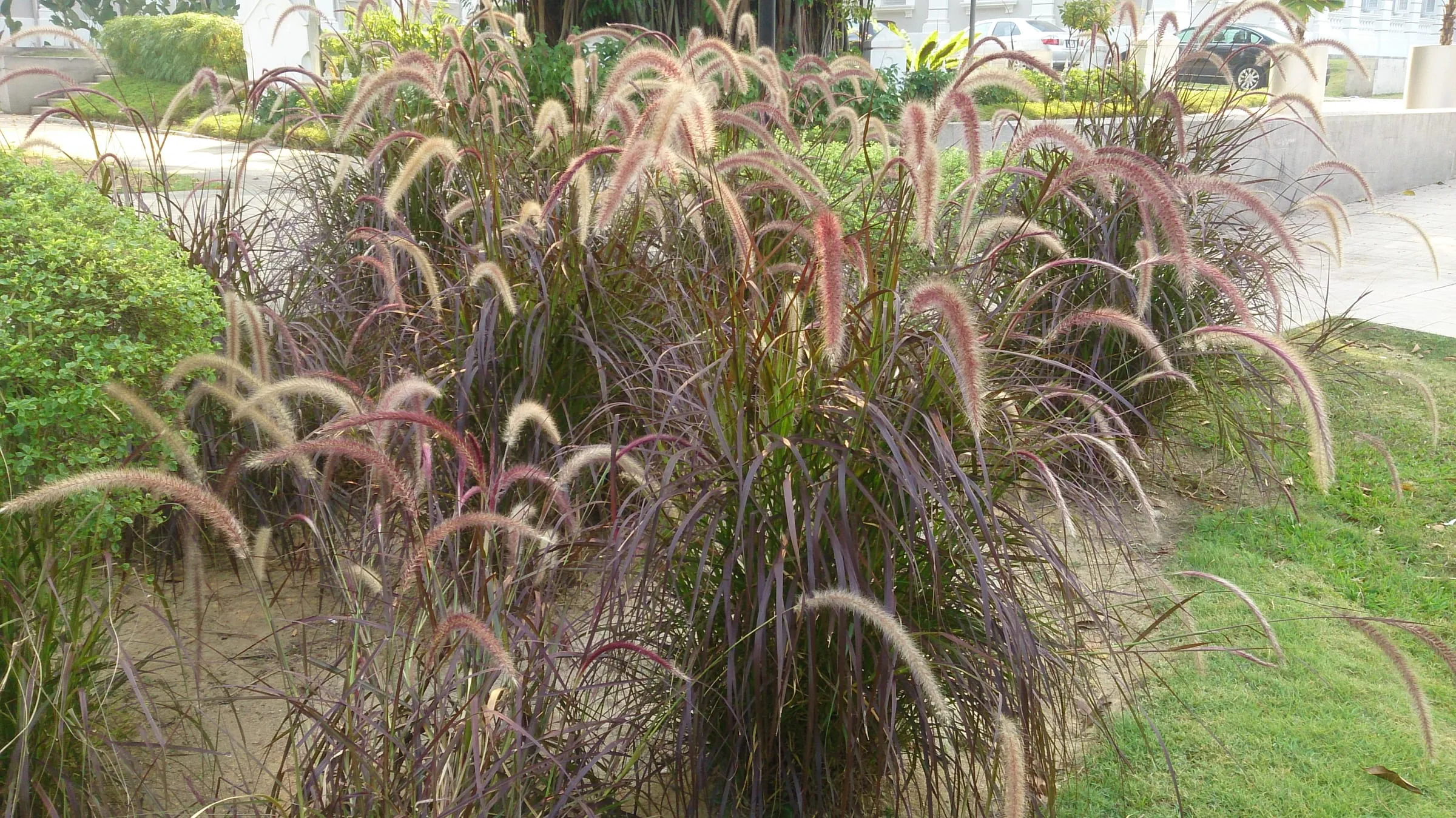 Arching burgundy blades and soft pink bottlebrush plumes of purple fountain grass