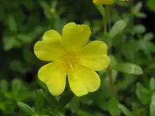 Ornamental purslane with bright flowers spreading over succulent leaves in a park bed